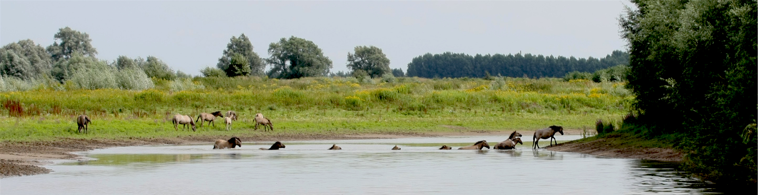 Konikpaarde, foto: Nick van den Broek