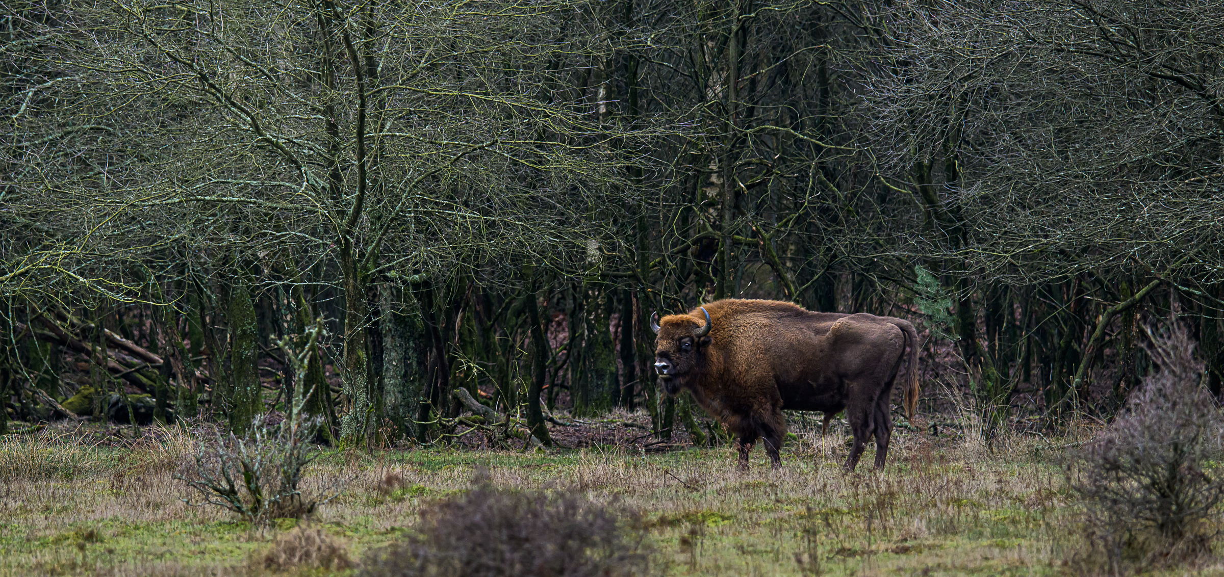 Wisenstier in zijn leefgebied op de Veluwe.