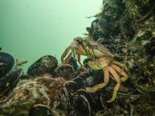 De aanleg van oesterriffen is goed voor allerlei bodembewoners zoals deze krab. Foto Ad Aleman