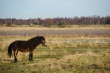 Exmoor pony Loozerheide