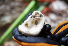 Jonge Europese platte oesters hebben zich gevestigd op een schelp. Credit: Marijn Smulders.