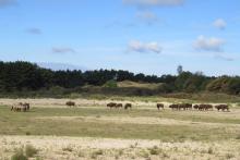 Konikpaarden en wisenten in het Kraansvlak. Foto: Louise Prevot