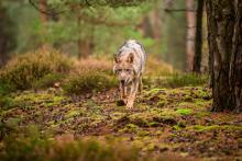 Wolf. Foto: Vaclav Sebek