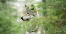 Close-up van een wolf