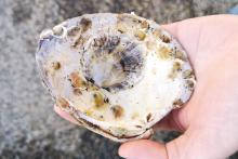 Éen maand oude oester