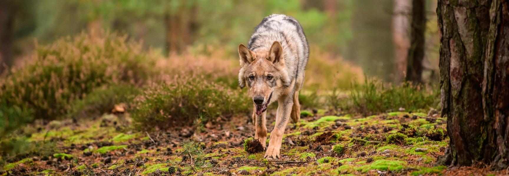 Wolf. Foto: Vaclav Sebek