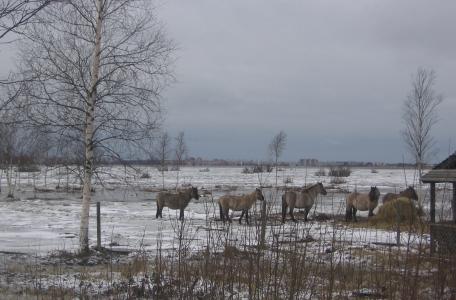 Konikpaarden in Letland verdreven door hoogwater en ijsgang