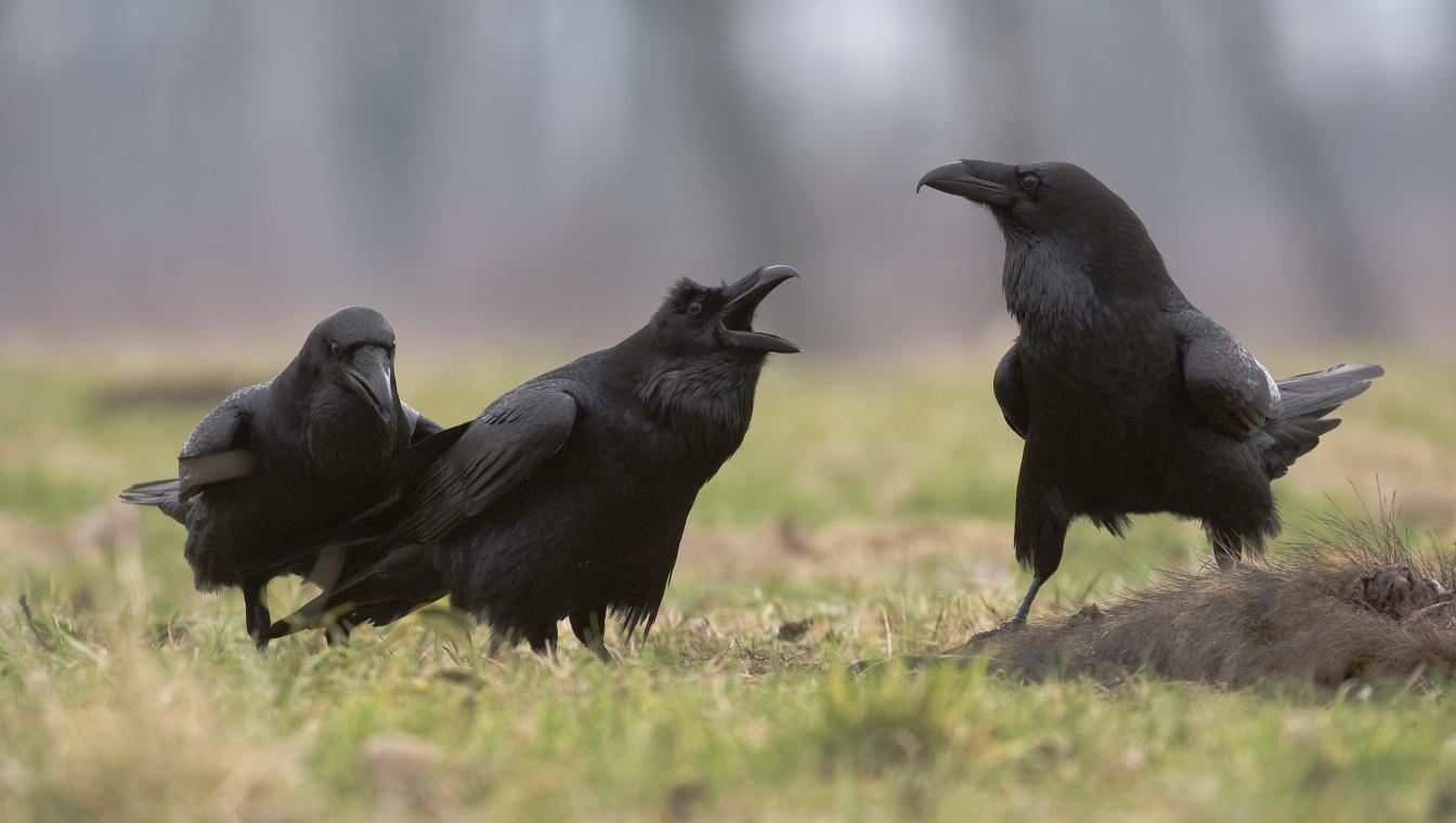 Raven op kadaver